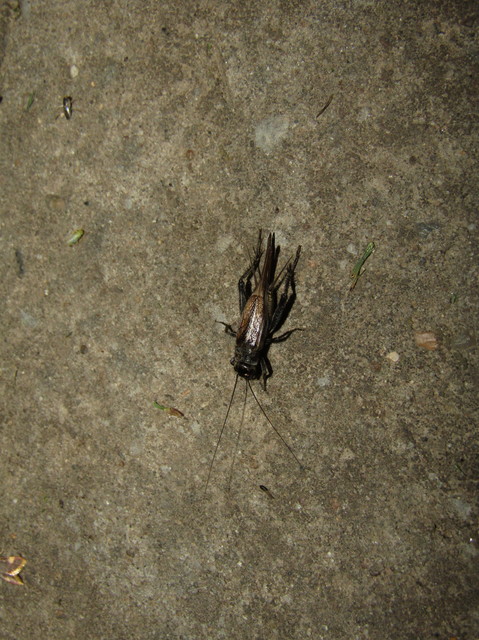 Eumodicogryllus bordigalensis - bordói tücsök