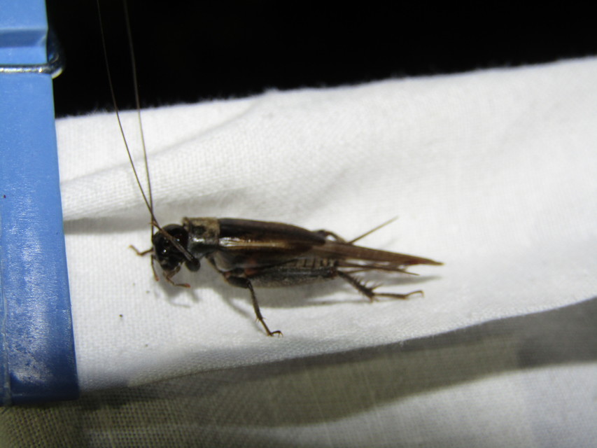 Eumodicogryllus bordigalensis - bordói tücsök