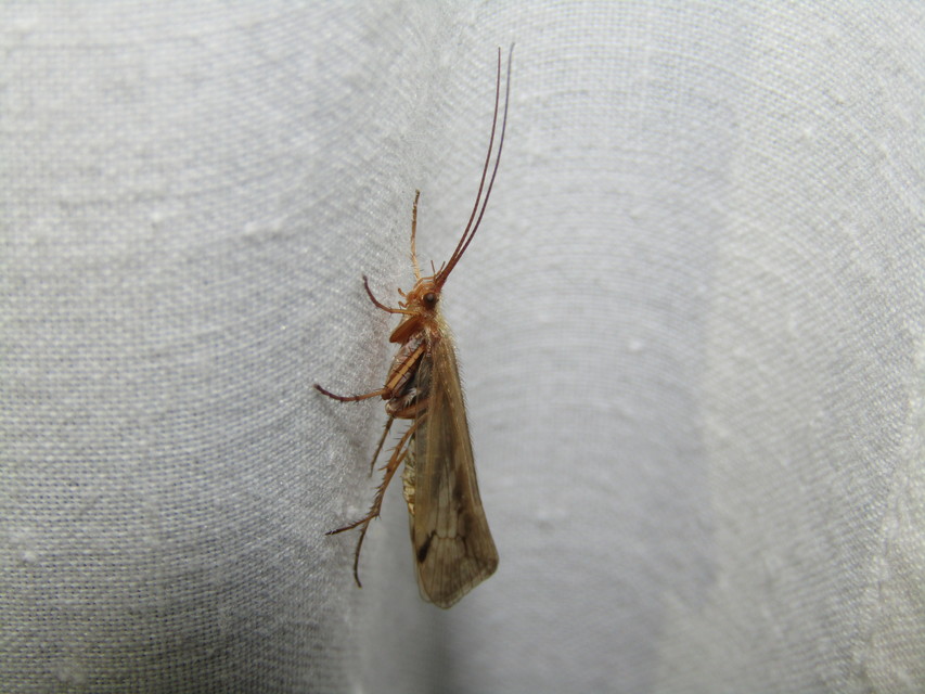 Limnephilidae