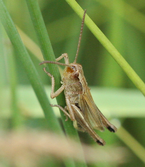Pseudochorthippus parallelus - közönséges rétisáska