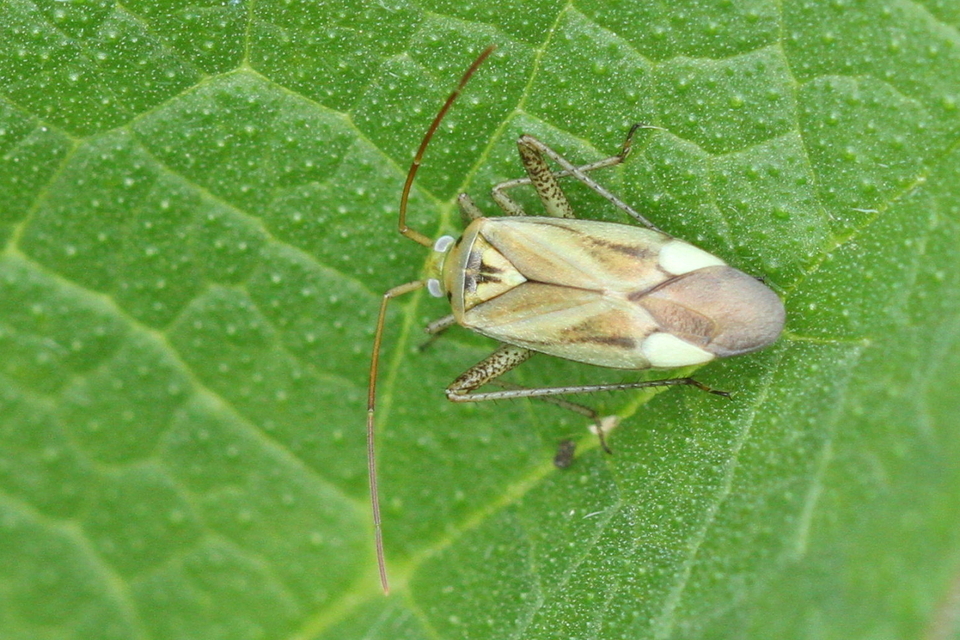 Adelphocoris lineolatus - lucernapoloska