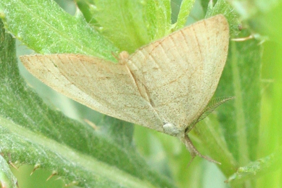 Polypogon tentacularia - sötétaljú karcsúbagoly