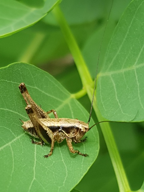 Pholidoptera griseoaptera - szürke avarszöcske