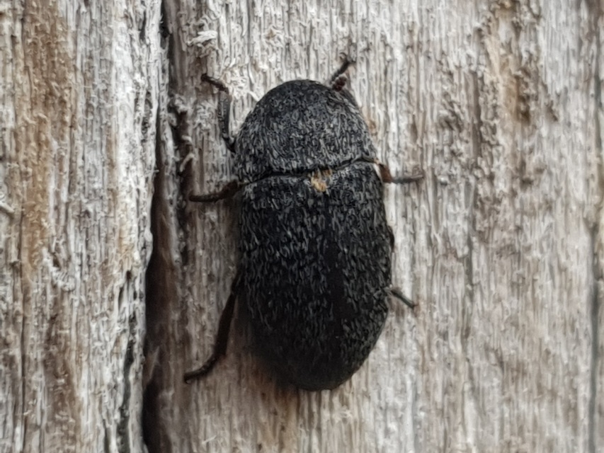 Dermestes laniarius - gyászos porva