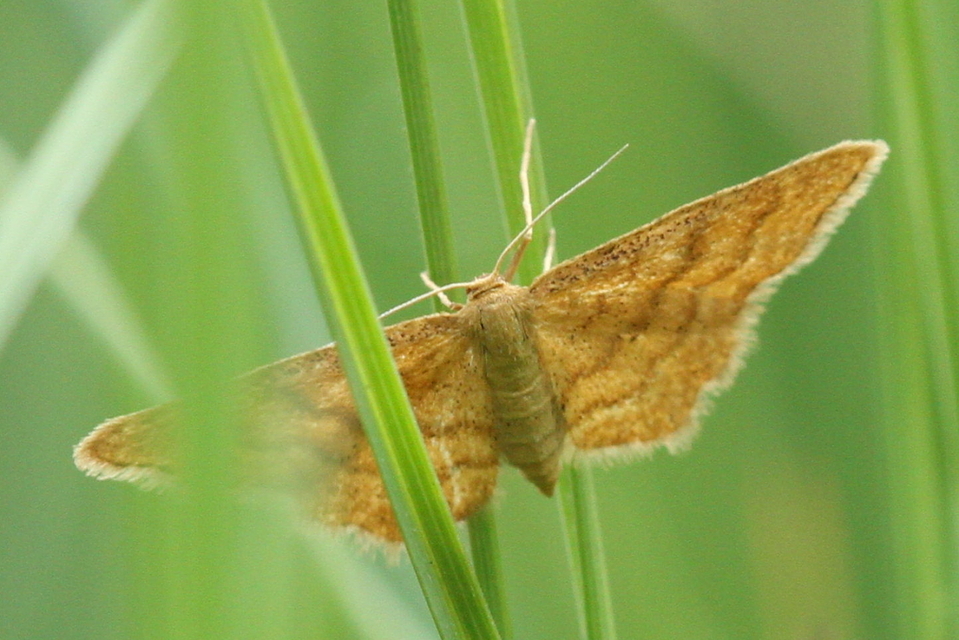 Idaea serpentata - kis sávosaraszoló