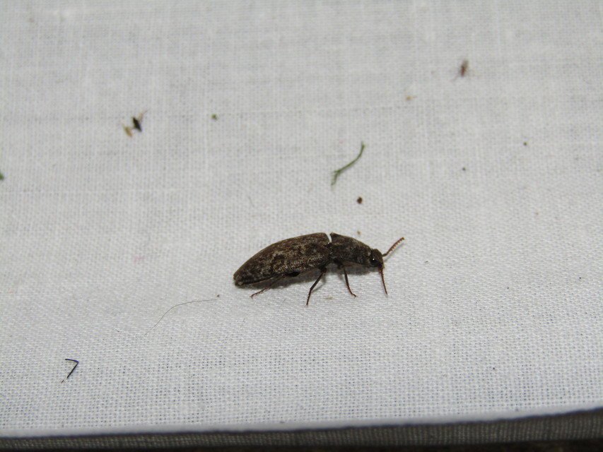 Agrypnus murinus - egérszínű pikkelyespattanó