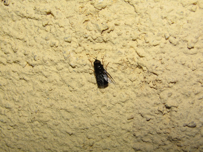 Odontomyia tigrina - fekete zömöklégy