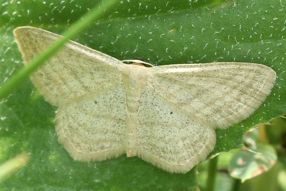 Scopula virgulata - vesszős sávosaraszoló