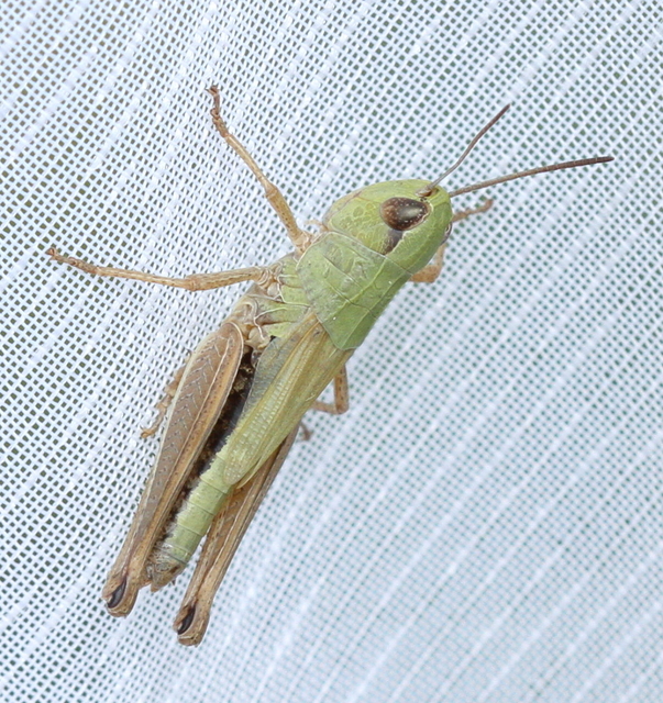 Pseudochorthippus parallelus - közönséges rétisáska