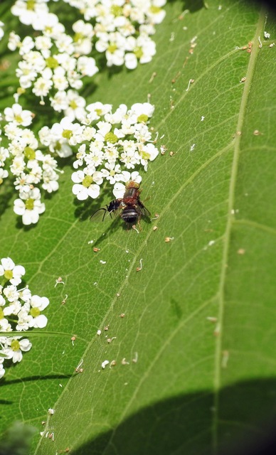 Anomoia purmunda