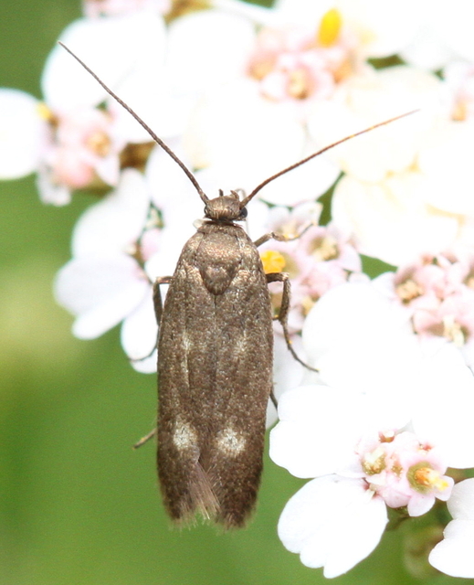 Parascythris muelleri - kétpettyes zöldmoly