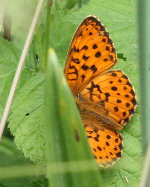 Brenthis daphne - málna-gyöngyházlepke