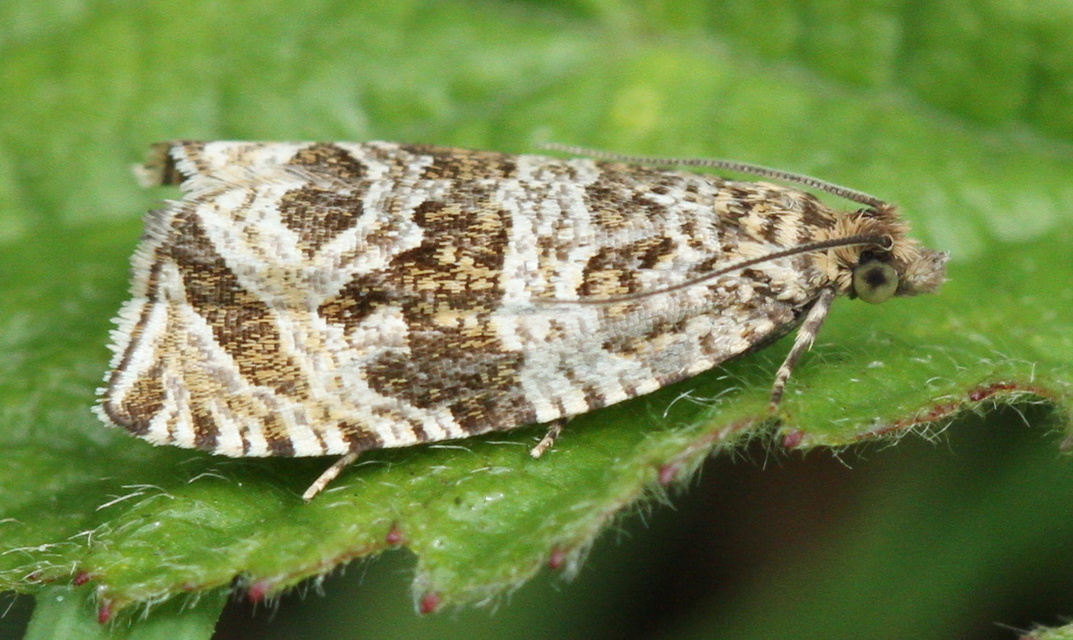 Celypha rivulana - dudvasodró tükrösmoly