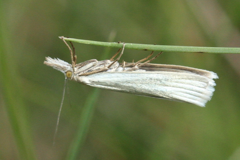 Crambus perlella - gyöngyházas fűgyökérmoly