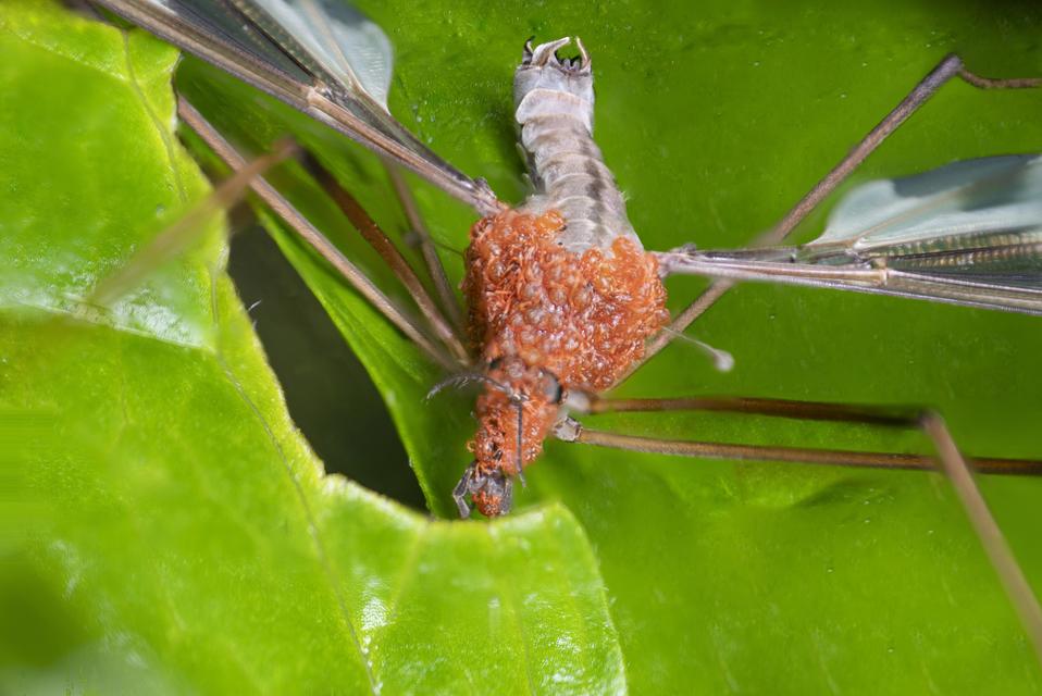 Tipula maxima - Óriáslószúnyog