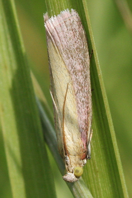 Oncocera semirubella - lucernamoly