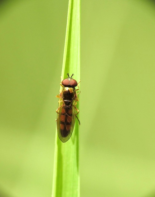 Melanostoma