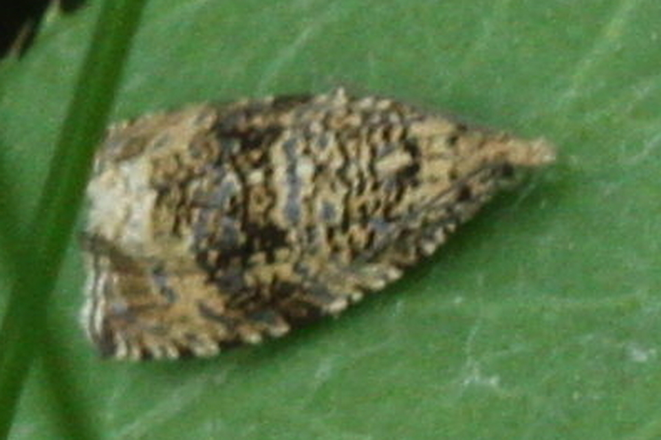 Celypha lacunana - vízparti tükrösmoly