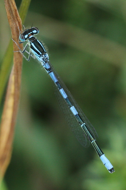 Coenagrion scitulum - mediterrán légivadász