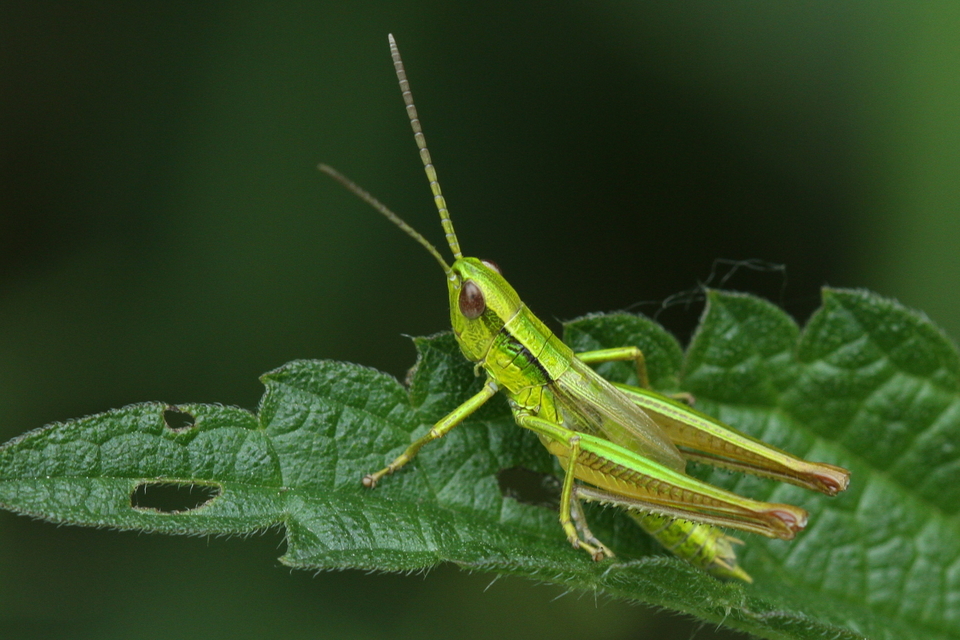 Euthystira brachyptera - smaragdzöld sáska