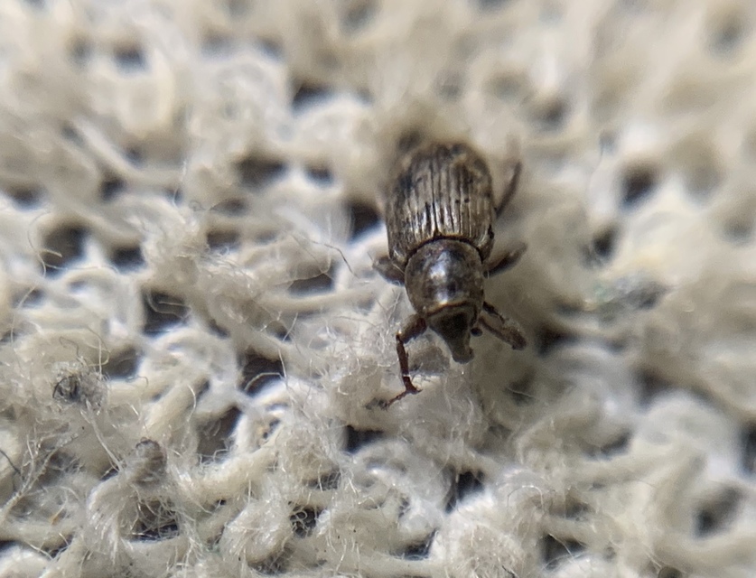 Bagous argillaceus - lakkfényű víziormányos Bagous argillaceus - lakkfényű víziormányos