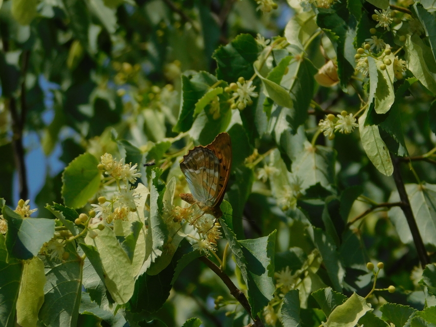 Argynnis paphia - nagy gyöngyházlepke