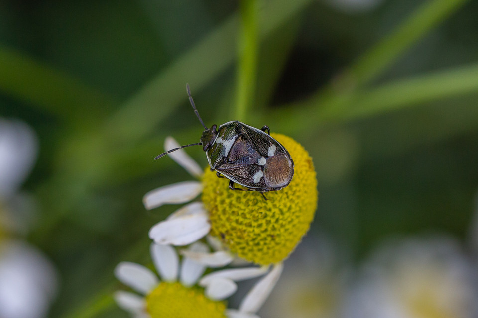 Eurydema oleracea - paréjpoloska Eurydema oleracea - paréjpoloska