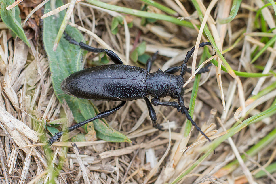 Dorcadion aethiops - fekete gyalogcincér
