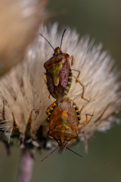 Carpocoris