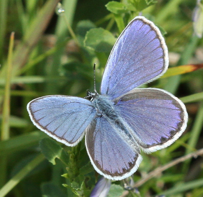 Plebejus argyrognomon - tintakék boglárka