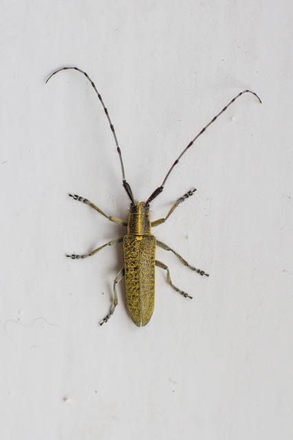Agapanthia villosoviridescens - fehérgyűrűs bogáncscincér