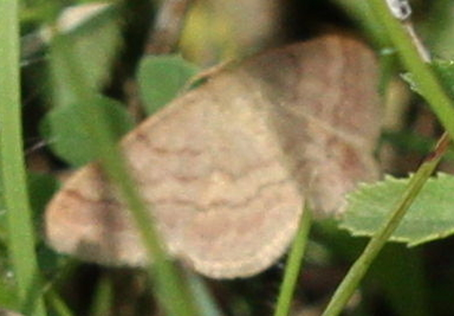 Scopula rubiginata - réti pirosaraszoló