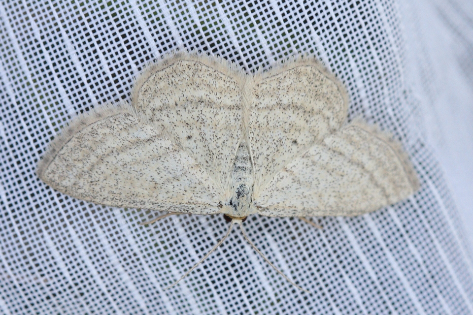 Scopula virgulata - vesszős sávosaraszoló