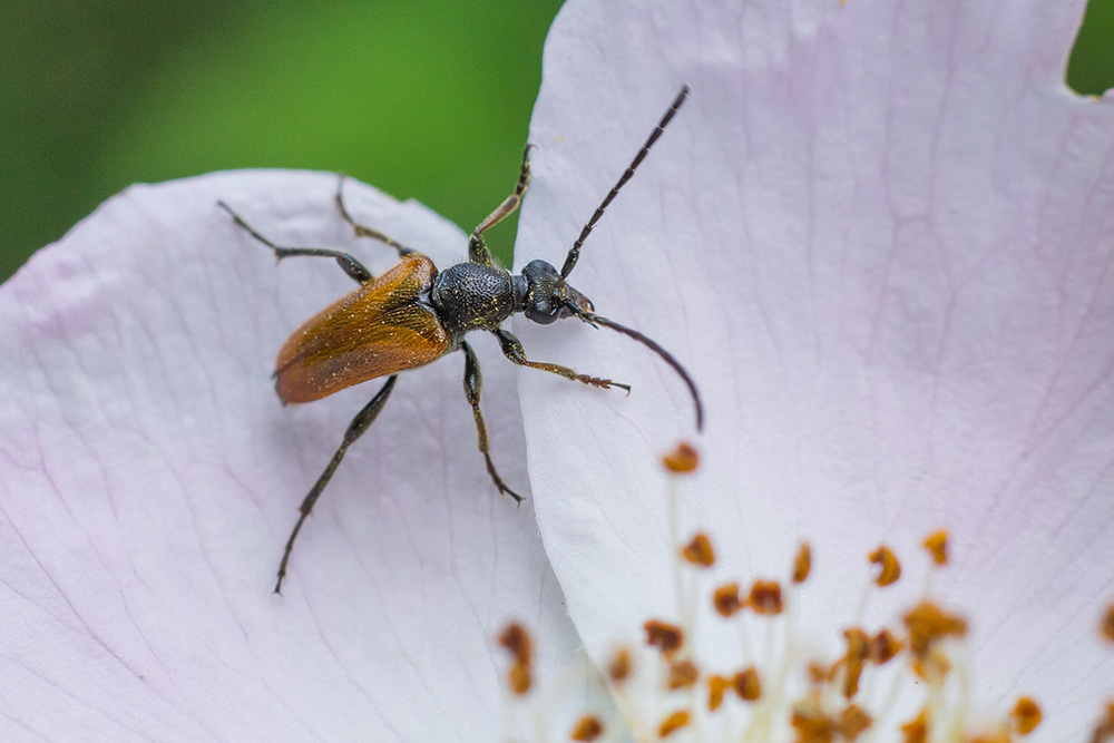 Pseudovadonia livida - barnás virágcincér