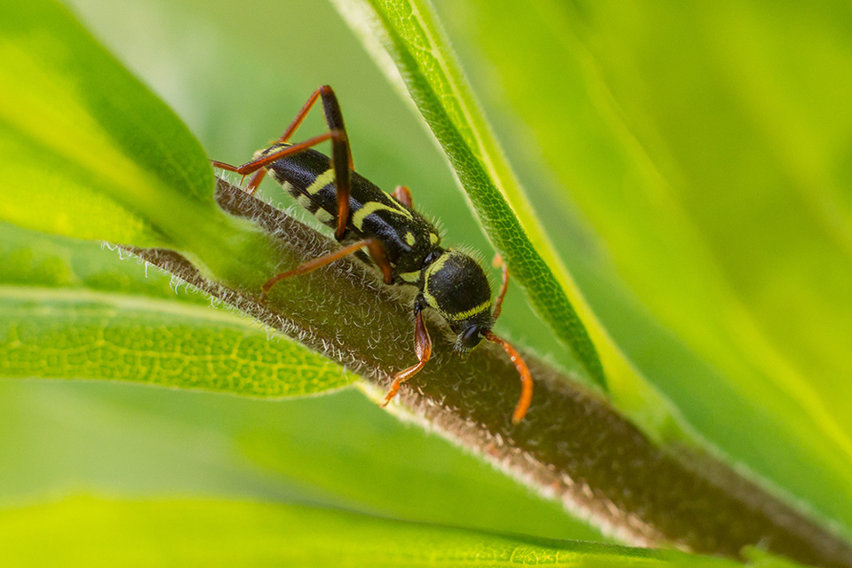 Clytus rhamni - benge-darázscincér