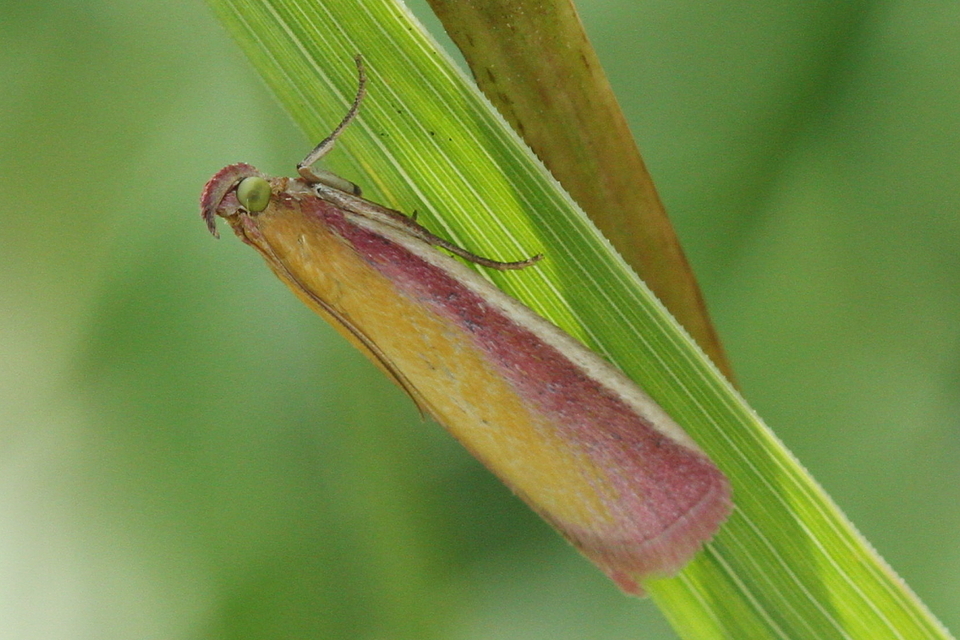 Oncocera semirubella - lucernamoly