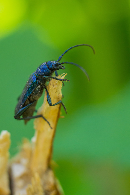 Callidium violaceum - kék korongcincér