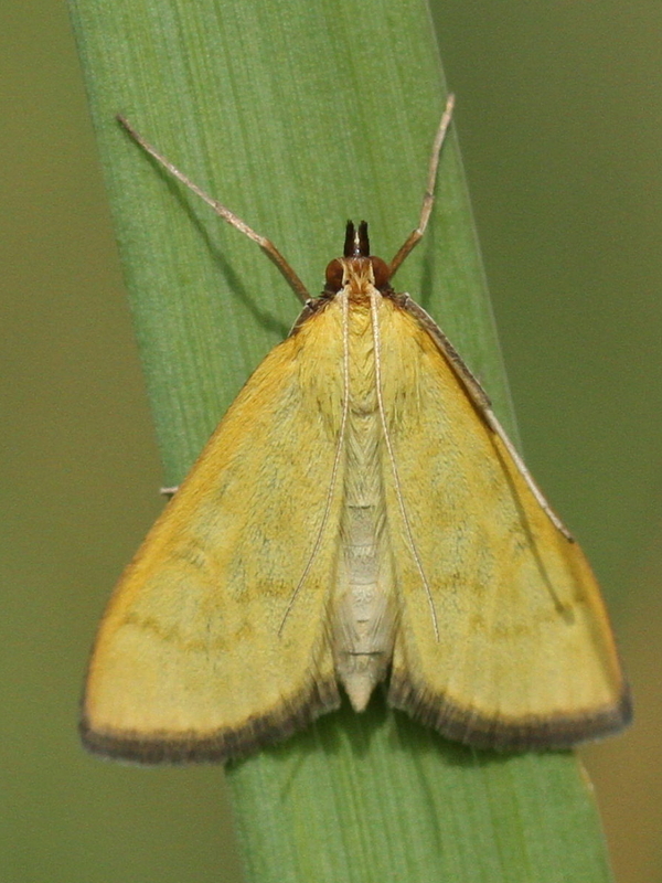Mecyna lutealis - citromszínű tűzmoly