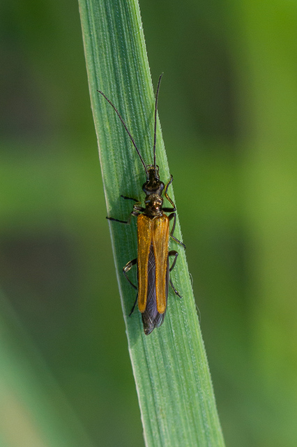 Oedemera femorata - sárgahátú álcincér