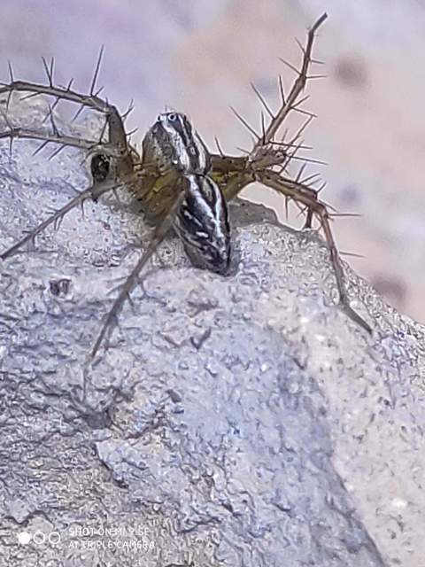 Oxyopes lineatus