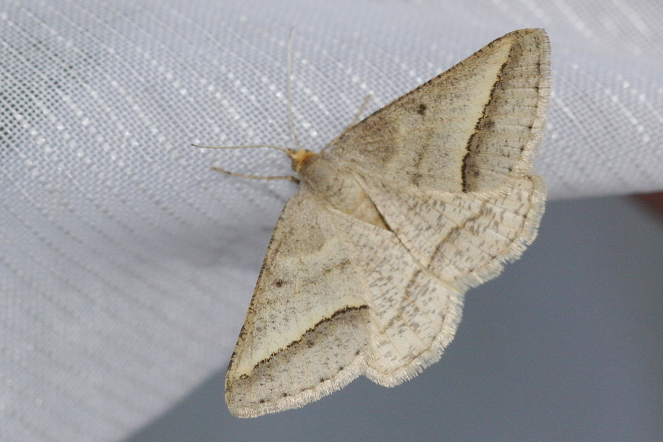 Tephrina arenacearia - lucerna-araszoló