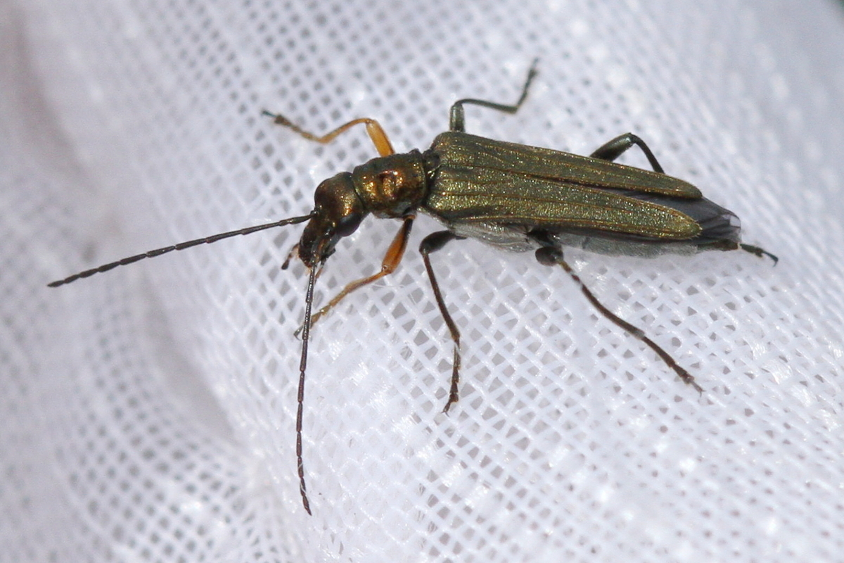 Oedemera flavipes - sárgalábú álcincér