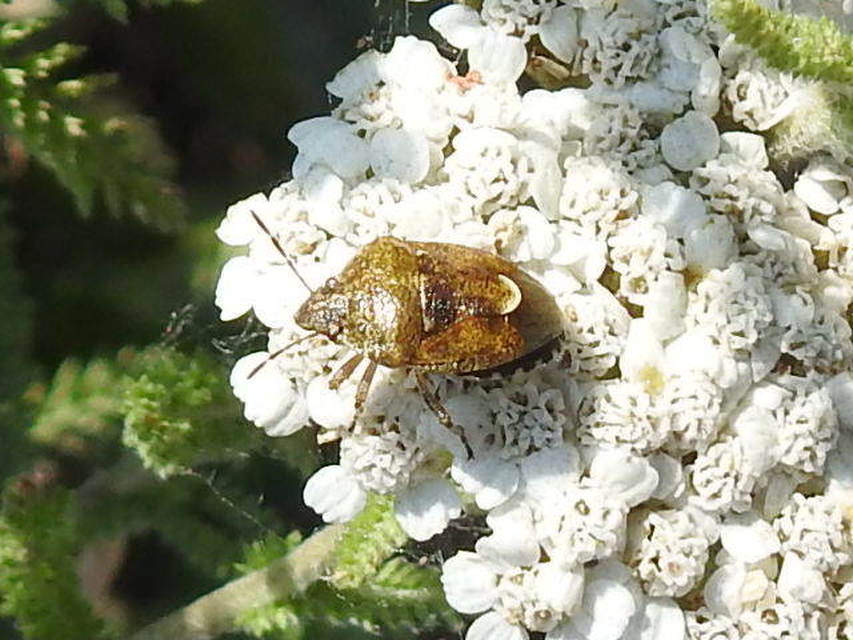 Rubiconia intermedia - bronzos címerespoloska Rubiconia intermedia - bronzos címerespoloska