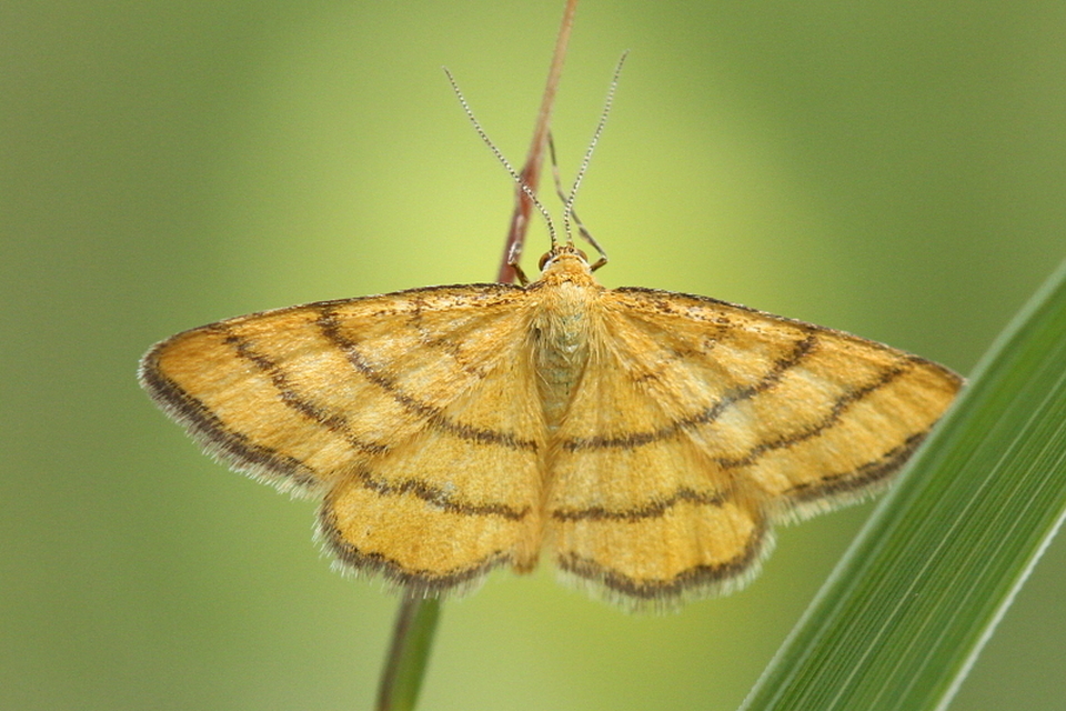 Idaea aureolaria - aranyos sávosaraszoló