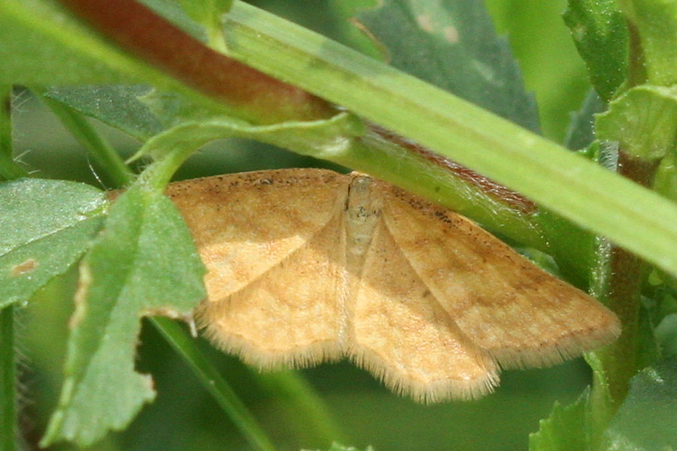 Idaea serpentata - kis sávosaraszoló