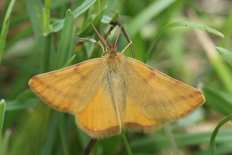 Lythria purpuraria - bíborsávos araszoló