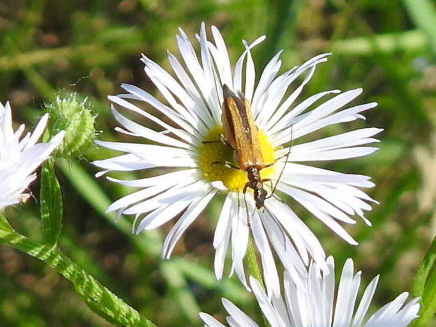 Oedemera femorata - sárgahátú álcincér