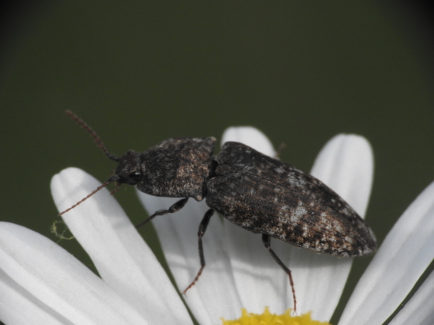 Agrypnus murinus - egérszínű pikkelyespattanó