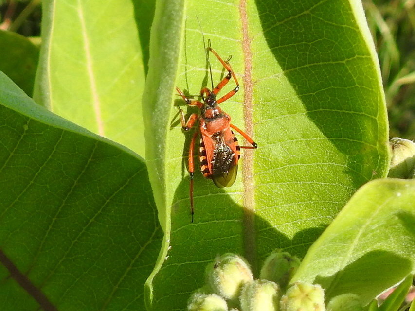 Rhynocoris iracundus - közönséges gyilkospoloska