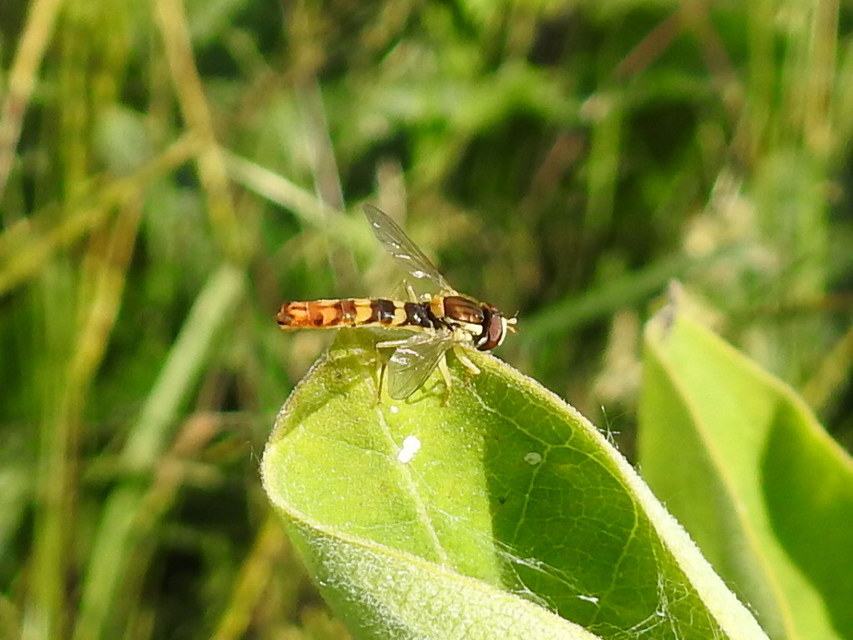Sphaerophoria